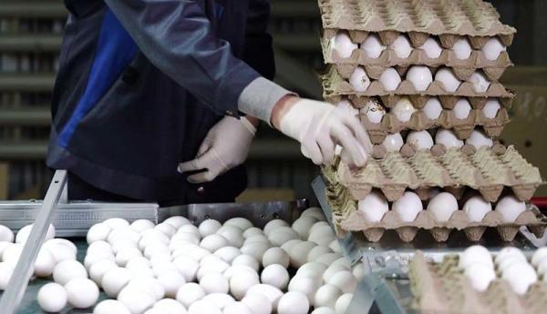 کاهش قیمت تخم مرغ به 25 هزار تومان